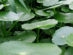 -艾溪湖湿地公园