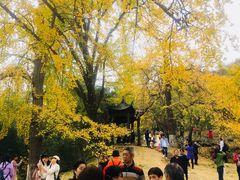 -千年银杏谷文化旅游区