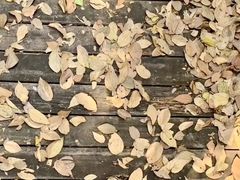 -南宁良凤江国家森林公园