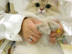 -momokira米努特·德文卷毛猫·棉花面纱犬