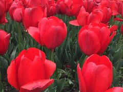 -大宁郁金香公园-停车场