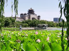 -莲花池公园
