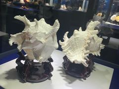 -贝壳王国博物馆
