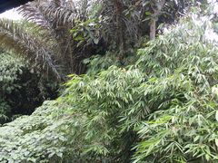 景观位-Warung Babi Guling Ibu Oka 3