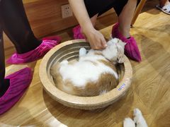 -滚猫咖啡·猫咖·猫友好撸猫(未来城店)