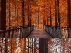 -黄海国家森林公园