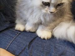 -御宝贝·A梦猫科宠物医院(国际猫友好医院)