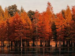 -白鹭湾湿地公园