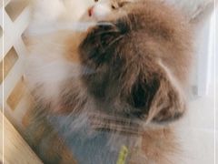 -1013 PET SHOP 宠物商店(近铁城市广场店)