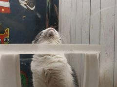 -猫咪博物馆(顶澳仔猫街店)