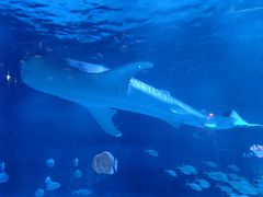 -烟台海昌鲸鲨海洋公园