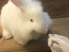 -猫猫幼稚园·撸猫·桌游·电玩