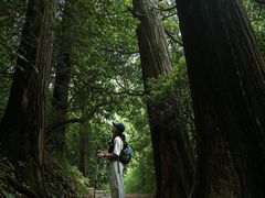 -天目山大树王景区