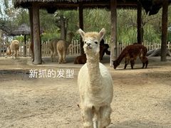-上海野生动物园