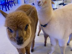 -Blue Concept Cafe&Farm·關於藍