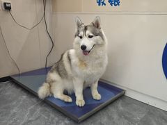 -芭比堂动物医院·CT·微创中心(新顺分院)