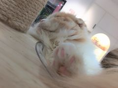 -喵园·猫主题咖啡厅·撸猫·猫咖(国贸店)