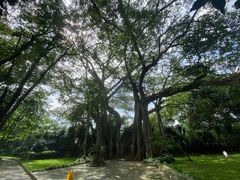 -瑞丽独树成林风景区