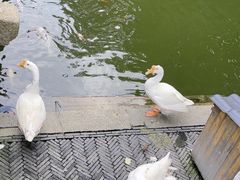 -苏州文庙(姑苏区)