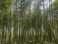 -黄海国家森林公园