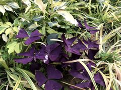 -南宫五洲植物乐园