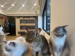 -有喵·猫咖·狗咖·30几只猫10只小狗(岗厦店)