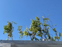 -MADO冰淇淋咖啡馆(淘金店)