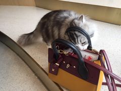 -飞行喵MR PILOT|猫舍·猫咖(静安大融城店)