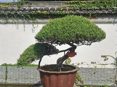 -水绘园