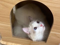 -酷豆宠物咖啡·宠物美食·撸猫馆