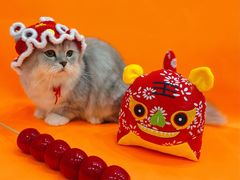 -1013 PET SHOP精品宠物商店(丁香店)