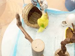 -喵宠乐园·撸猫互动·猫舍