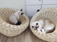 -李小姐の猫咖啡馆(五角场店)