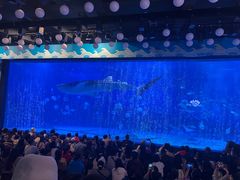 -烟台海昌鲸鲨海洋公园