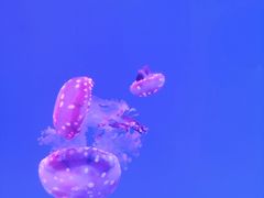 -福州罗源湾海洋世界旅游区