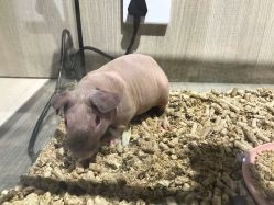 -Moni星球萌宠·小马宝莉·灵蛇·高端高阶全萌宠互动体验俱乐部(红豆国际广场店)