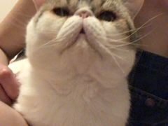-灵美宠物诊所