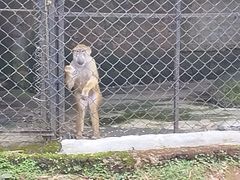 -海南热带野生动植物园