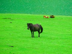 -报恩寺(平武县)
