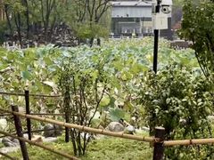 -莲湖公园