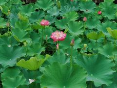 -沐仙湖湿地公园