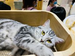 -藏猫猫咖啡主题馆(中央大道店)