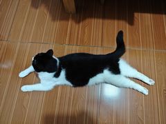 -宠颐生汉谟拉比宠物医院