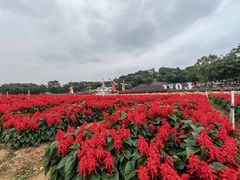 -松山湖梦幻百花洲