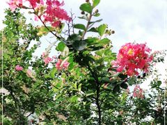 -桃花涧