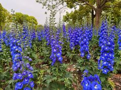 -上海滨江森林公园