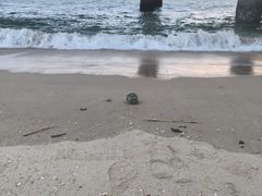 -白城沙滩