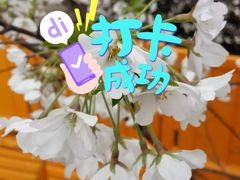 -武汉大学-樱园