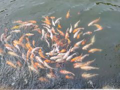 -长春市南湖公园