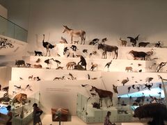 -墨尔本博物馆(Melbourne Museum)